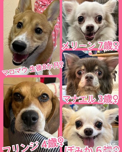 🐾今日の里親様募集中ワンコ🐶メンバーです🐾2023,9,20【保護犬カフェ天神橋店】